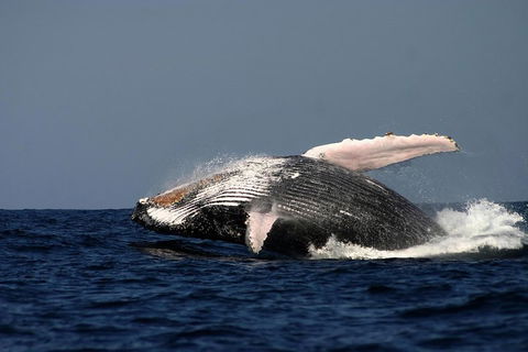 Sydney Whale-Watching Cruise Including Lunch Or Breakfast - ACT Tourism 1