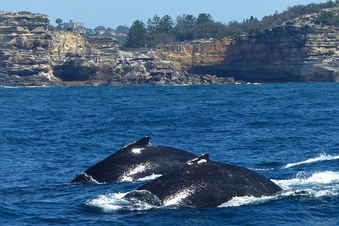 Sydney Whale-Watching Cruise Including Lunch Or Breakfast - ACT Tourism 2