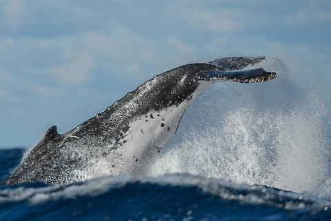 Sydney Whale-Watching Cruise Including Lunch Or Breakfast - ACT Tourism 4