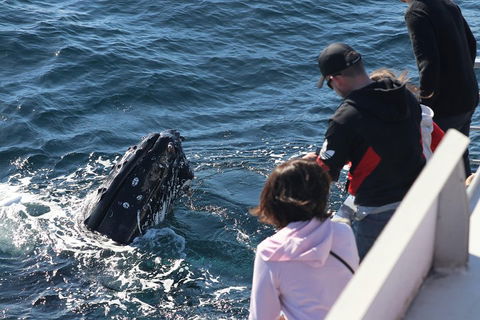 Sydney Whale-Watching Cruise Including Lunch Or Breakfast - ACT Tourism 5