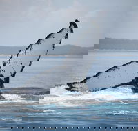 Hervey Bay Whale Watching Cruise - ACT Tourism