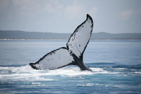 Hervey Bay Whale Watching Cruise - ACT Tourism 0