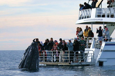 Hervey Bay Whale Watching Cruise - ACT Tourism 1