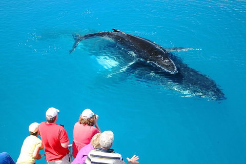 Hervey Bay Whale Watching Cruise - ACT Tourism 2