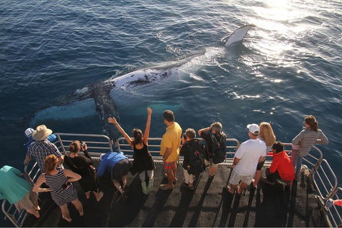 Hervey Bay Whale Watching Cruise - ACT Tourism 4