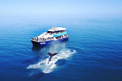 Hervey Bay Whale Watching Cruise - ACT Tourism 5