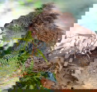 Blue Mountains Private Tour with Kangaroos  Koala Encounter - ACT Tourism