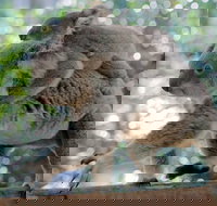 Lone Pine Koala Sanctuary Admission with Brisbane River Cruise - ACT Tourism