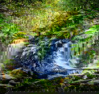 Day Tour in Mt. Field Mt. Wellington Bonorong Wildlife Sanctuary and Richmond - ACT Tourism