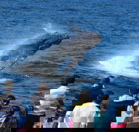 Tangalooma Island Resort Whale Watching Day Cruise - ACT Tourism