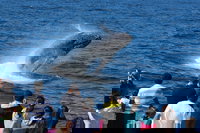 Tangalooma Island Resort Whale Watching Day Cruise, Brisbane