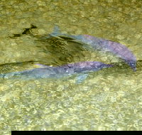 Tangalooma Island Resort Whale Watching Day Cruise with Dolphin Viewing - ACT Tourism