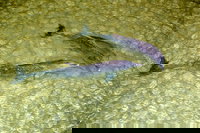 Tangalooma Island Resort Whale Watching Day Cruise with Dolphin Viewing, Brisbane