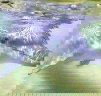 Tangalooma Island Resort Whale Watching Day Cruise with Dolphin Feeding - ACT Tourism