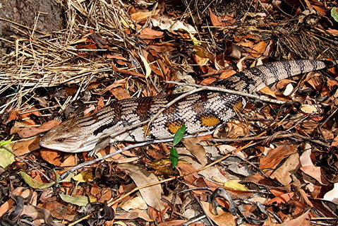 Hartley's Crocodile Adventures General Entry Ticket - ACT Tourism 5