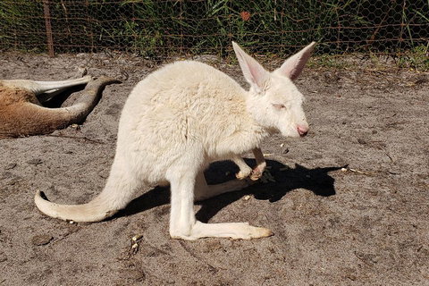 Very Best Of Perth Tour - Wildlife Park & City Highlights Tour - ACT Tourism 3