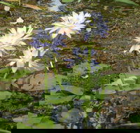 Yellow Water Cruise - Kakadu - ACT Tourism