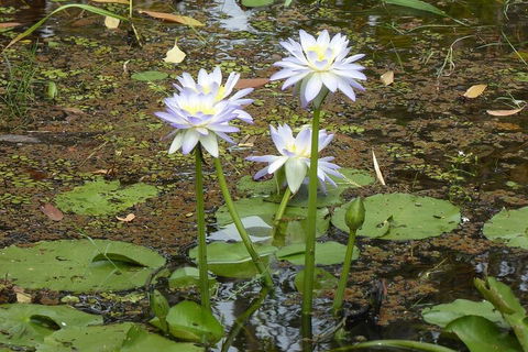 Yellow Water Cruise - Kakadu - ACT Tourism 0