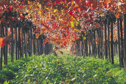 Margaret River Private Tour - ACT Tourism 0