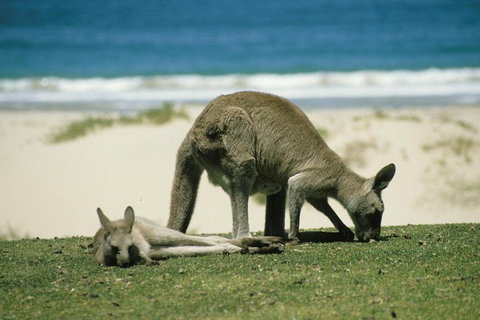 Great Ocean Road Highlights Tour - 2 Days, 1 Night - ACT Tourism 2