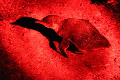 Small-Group Kangaroo Island 4WD Night Tour - ACT Tourism 0