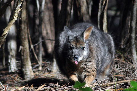 Small-Group Kangaroo Island 4WD Night Tour - ACT Tourism 1
