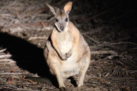 Small-Group Kangaroo Island 4WD Night Tour - ACT Tourism 3
