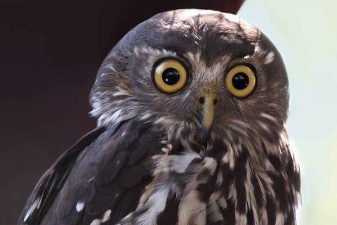 Small-Group Kangaroo Island 4WD Night Tour - ACT Tourism 4