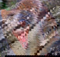 After Dark Tasmanian Devil Feeding Tour at Cradle Mountain - ACT Tourism