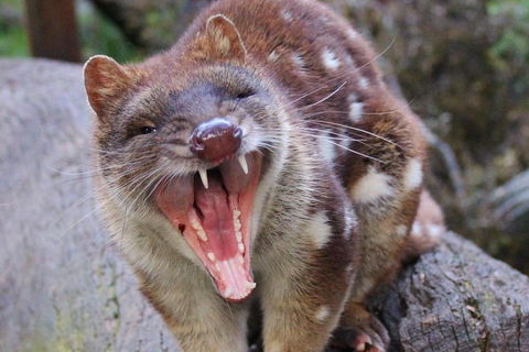 After Dark Tasmanian Devil Feeding Tour At Cradle Mountain - ACT Tourism 0