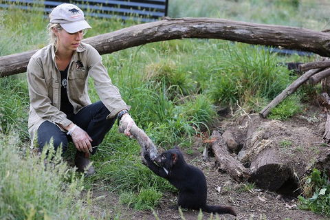 After Dark Tasmanian Devil Feeding Tour At Cradle Mountain - ACT Tourism 1