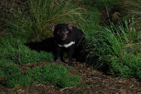 After Dark Tasmanian Devil Feeding Tour At Cradle Mountain - ACT Tourism 4