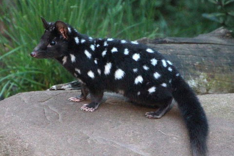 After Dark Tasmanian Devil Feeding Tour At Cradle Mountain - ACT Tourism 5
