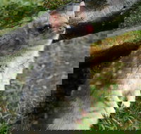 1-Hour Tasmanian Devil Feeding Day Tour at Cradle Mountain - ACT Tourism