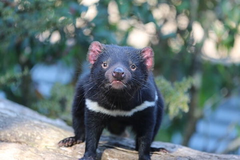 1-Hour Tasmanian Devil Feeding Day Tour At Cradle Mountain - ACT Tourism 1