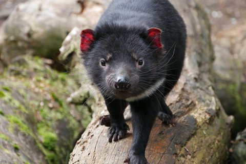 1-Hour Tasmanian Devil Feeding Day Tour At Cradle Mountain - ACT Tourism 4