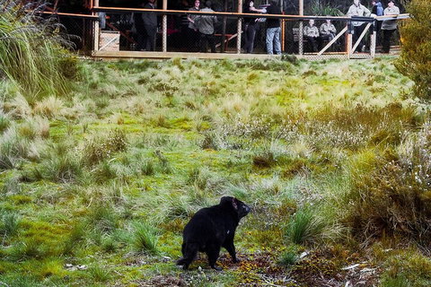 1-Hour Tasmanian Devil Feeding Day Tour At Cradle Mountain - ACT Tourism 5
