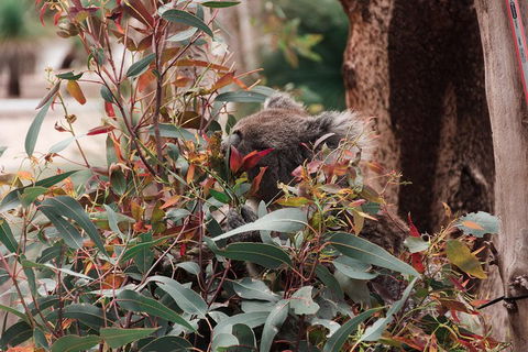 Yanchep & Lancelin - Wildlife, Cave And Sands - ACT Tourism 1