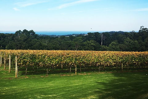 Yarra Valley Wine Tour Inc Lunch With A Glass Of Wine, Tastings And Chocolate - ACT Tourism 2