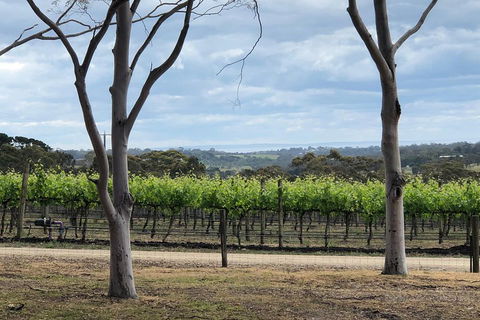 Yarra Valley Wine Tour Inc Lunch With A Glass Of Wine, Tastings And Chocolate - ACT Tourism 3