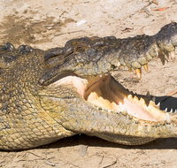 4-Day Cairns Ultimate Combo Daintree Rainforest Reef Kuranda  Paronella Park - ACT Tourism