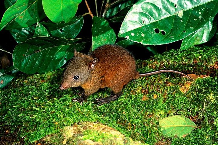 Cairns QLD ACT Tourism