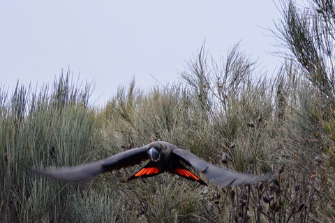 Ultimate Blue Mountains And Wildlife Tour - ACT Tourism 5