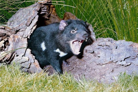Private Blue Mountains Tour With Kangaroo And Koala Experience - ACT Tourism 0
