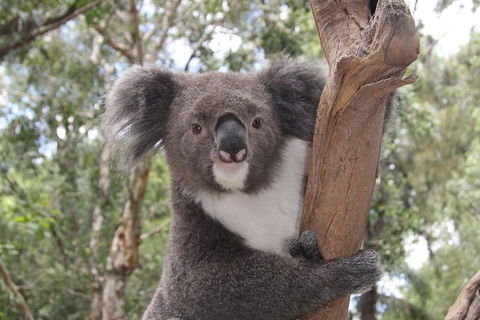 Private Blue Mountains Tour With Kangaroo And Koala Experience - ACT Tourism 2