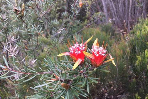 Private Blue Mountains Tour With Kangaroo And Koala Experience - ACT Tourism 4