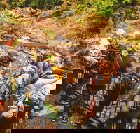 Full-day Springbrook National Park Tour from the Gold Coast - ACT Tourism