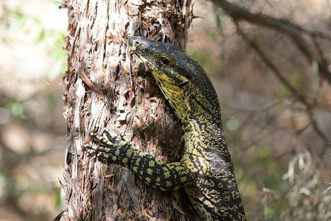 Byron Bay Combo: Hinterland Tour Including Minyon Falls And Kayaking With Dolphins - ACT Tourism 0