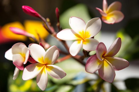 Byron Bay Combo: Hinterland Tour Including Minyon Falls And Kayaking With Dolphins - ACT Tourism 1