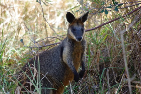 Byron Bay Combo: Hinterland Tour Including Minyon Falls And Kayaking With Dolphins - ACT Tourism 2